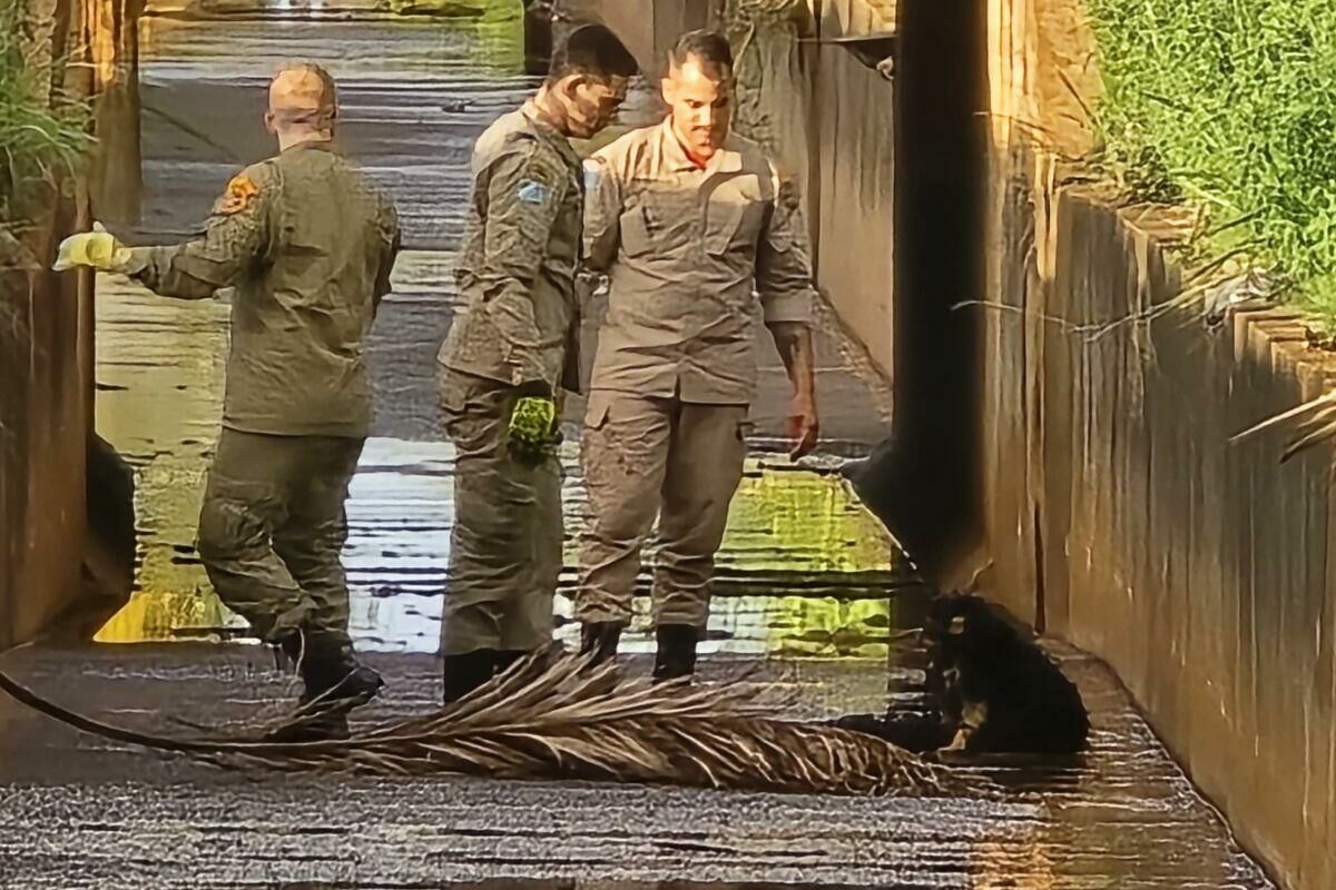 Imagem de compartilhamento para o artigo Cachorrinho é resgatado pelo Corpo de Bombeiros após cair em canal pluvial em Chapadão do Sul da MS Todo dia